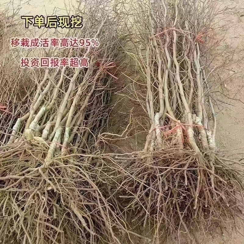 冰糖脆枣，新一代的沾化冬枣，好吃产量高，脆甜