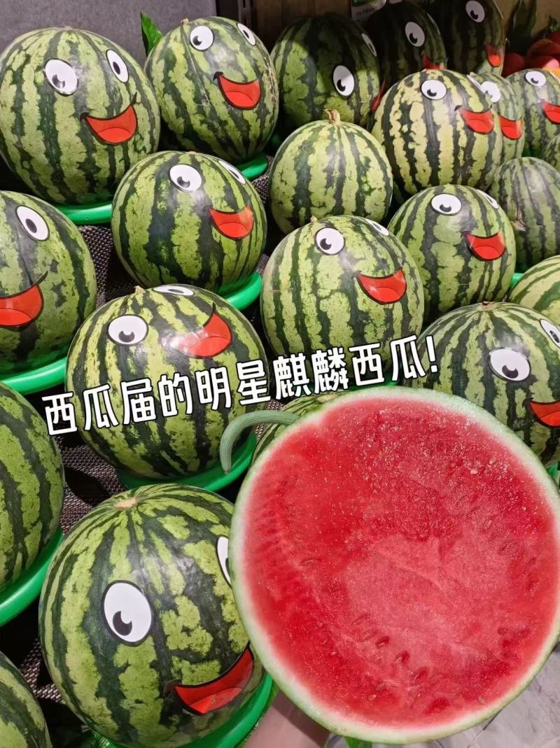 云南盈江麒麟西瓜产地供应支持视频看货实地考察全国发货