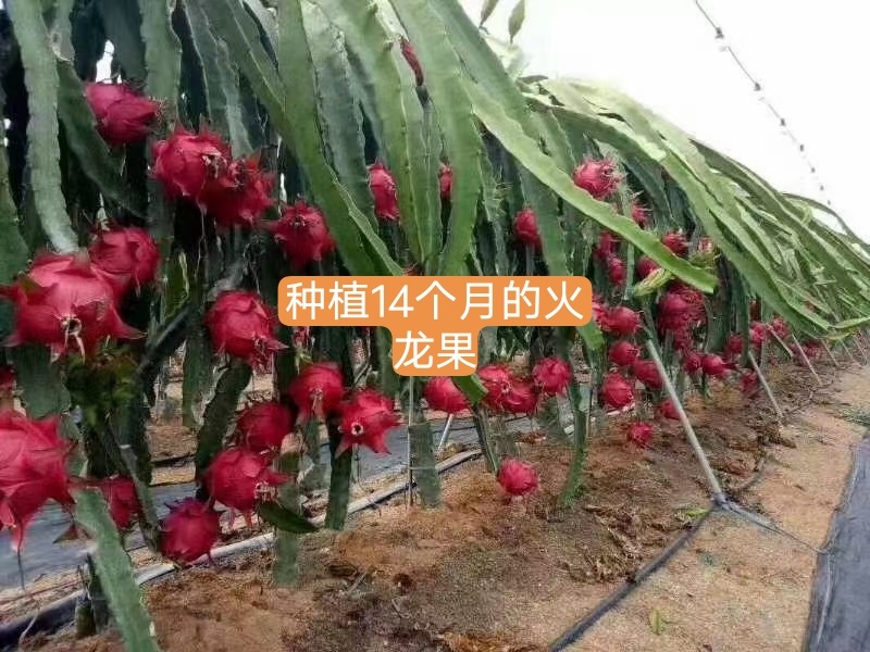 红心火龙果苗，口感好产量高