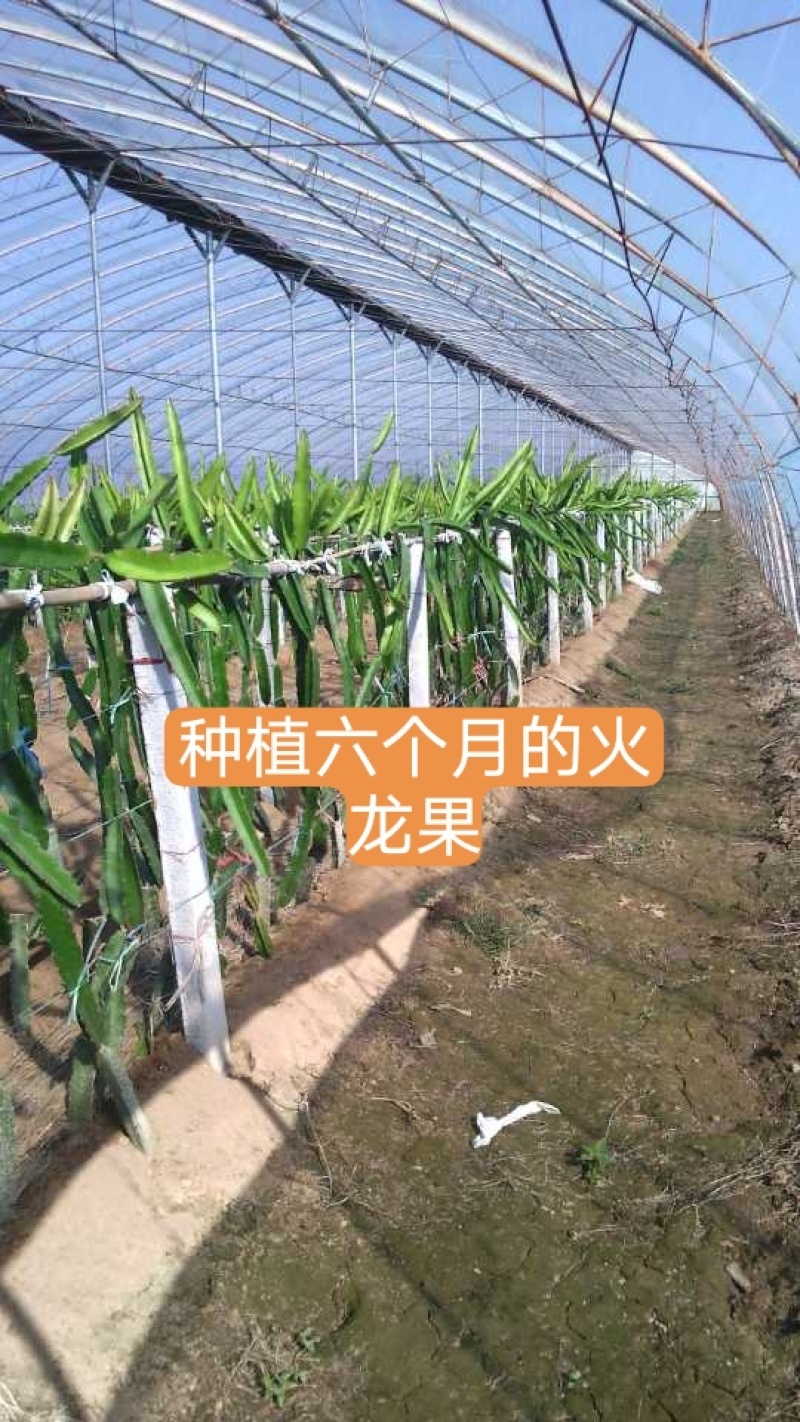 红心火龙果苗，口感好产量高