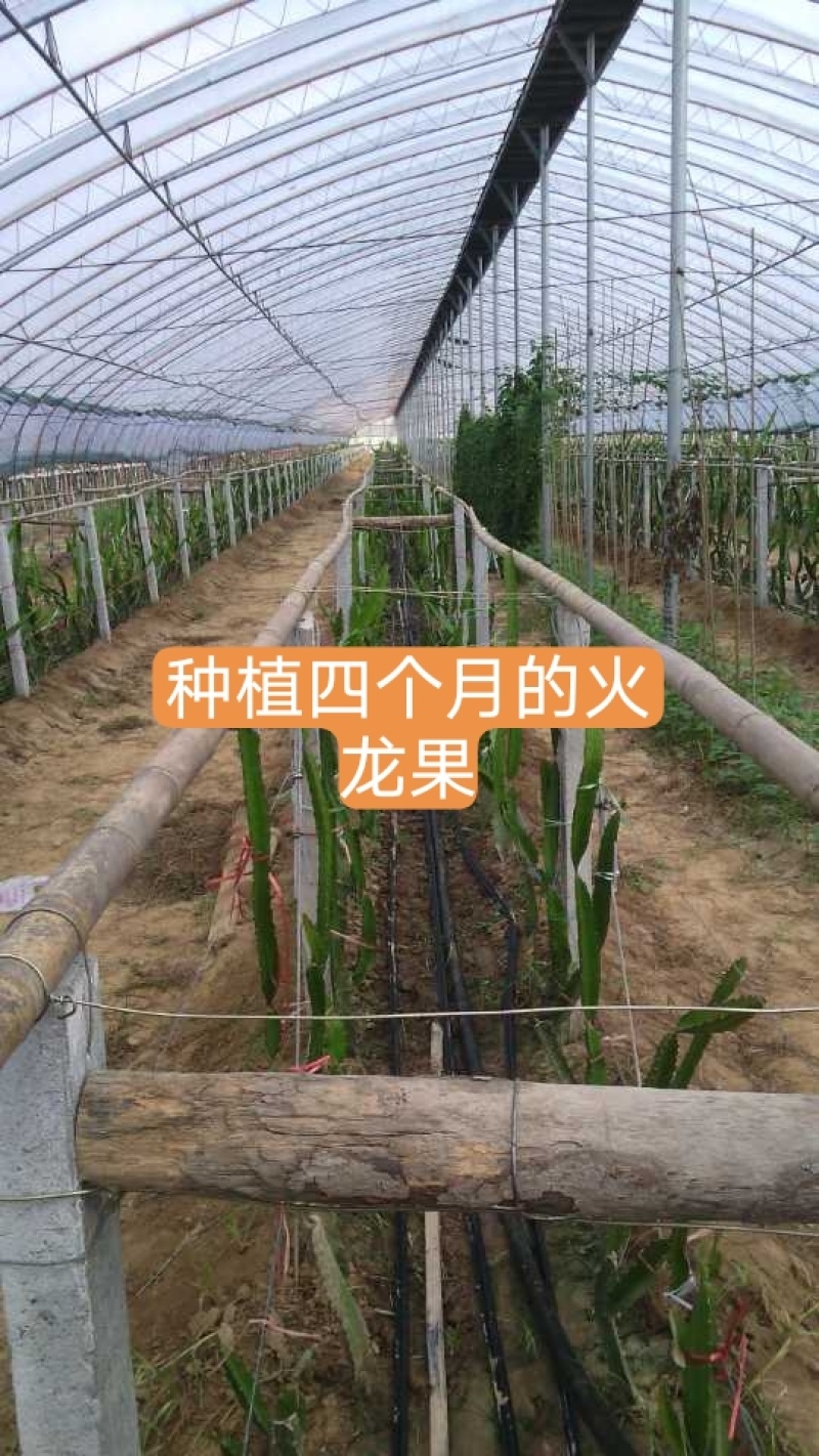 红心火龙果苗，口感好产量高