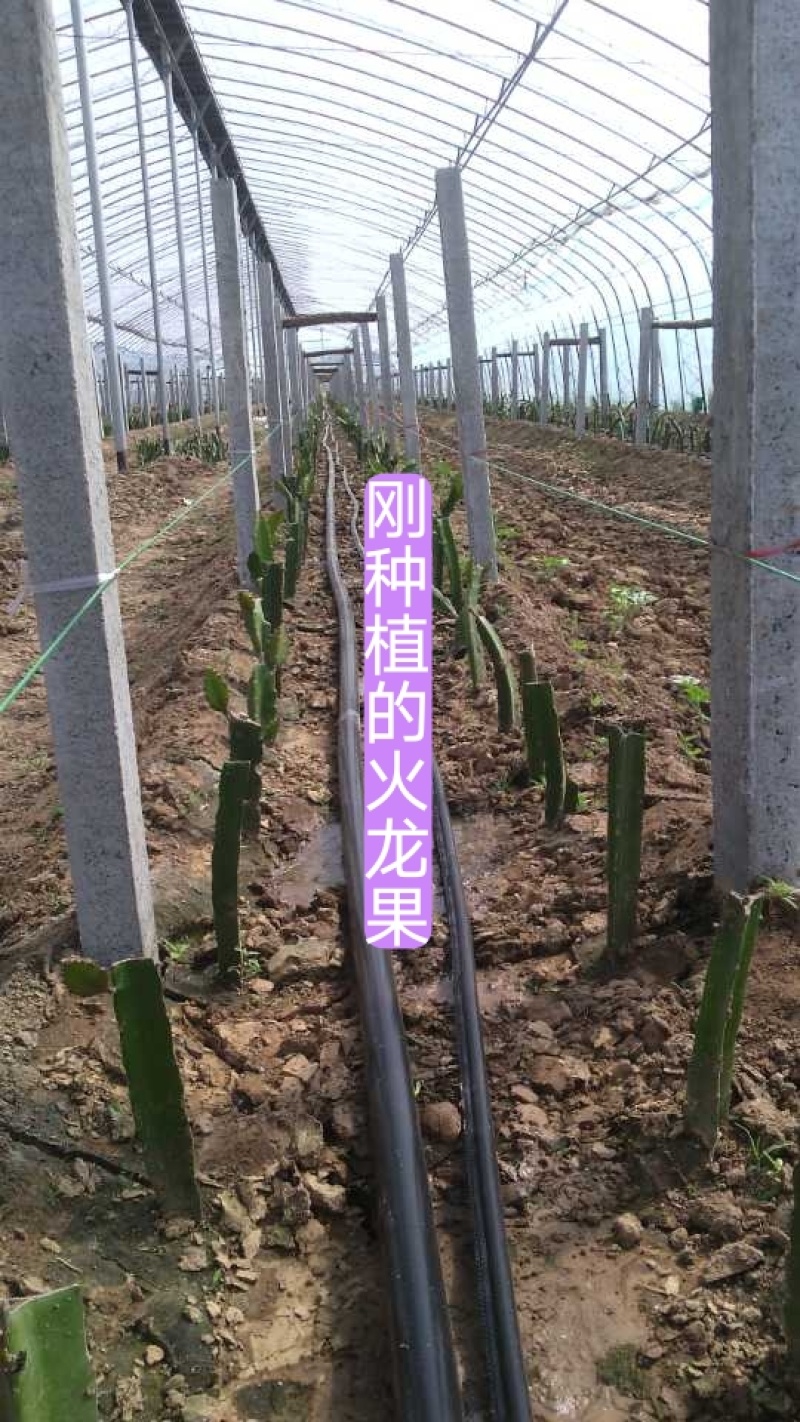 红心火龙果苗，口感好产量高
