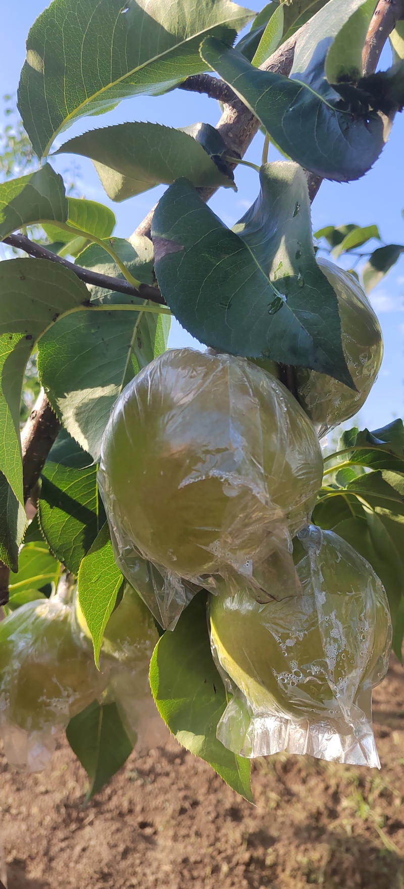 山西精品玉露香梨一手货源品质保证量大从优
