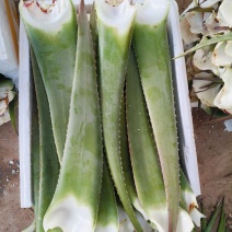 库拉索芦荟叶片