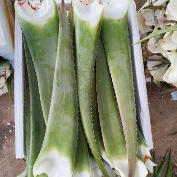 库拉索芦荟叶片