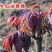 新鲜采摘的红叶香椿芽！