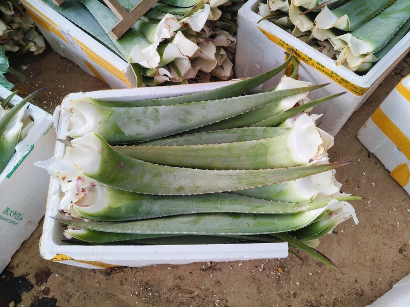 库拉索芦荟叶片