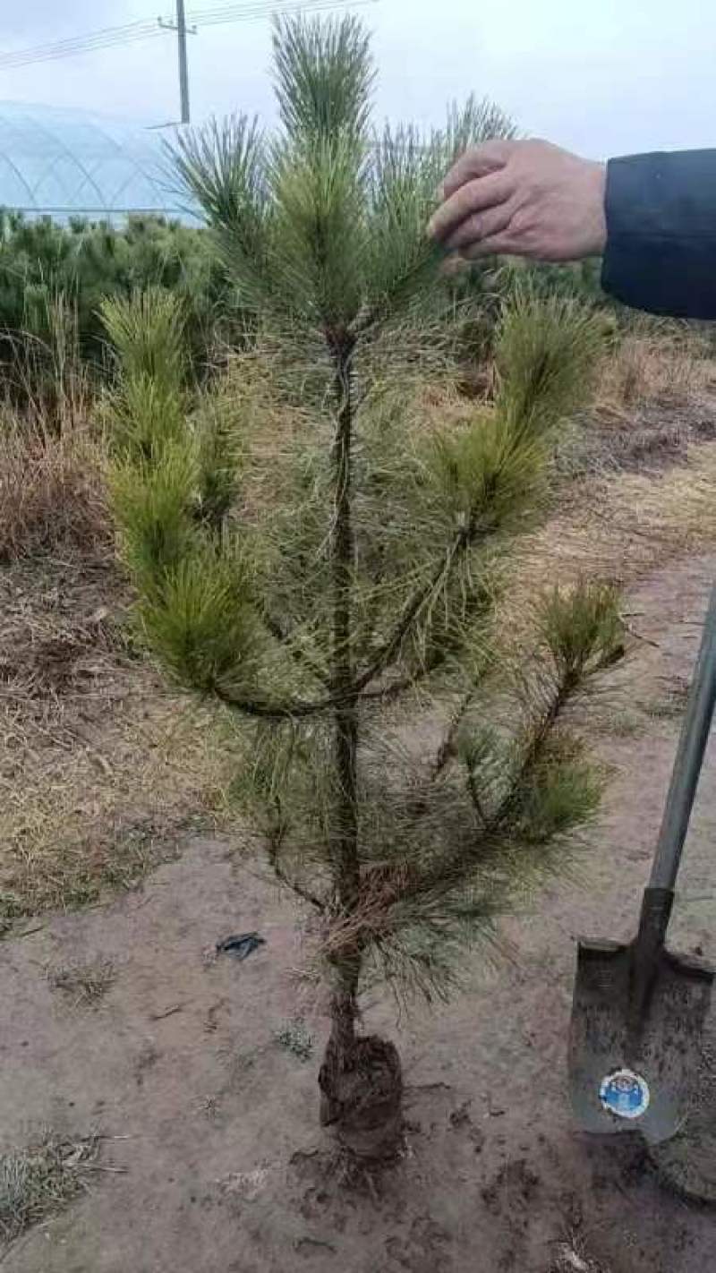 白皮松