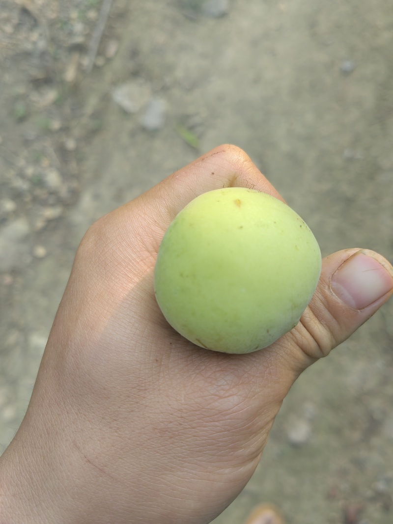 青梅。