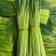 【热卖】山东沂蒙山红帽蒜苔产地直发保证质量量大从优