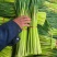 【热卖】山东沂蒙山红帽蒜苔产地直发保证质量量大从优