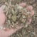 仙鹤草中药材，一手货源，品质保证，全国发货，欢迎选购