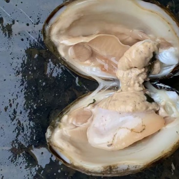 野生河蚌