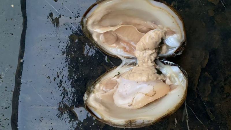 野生河蚌