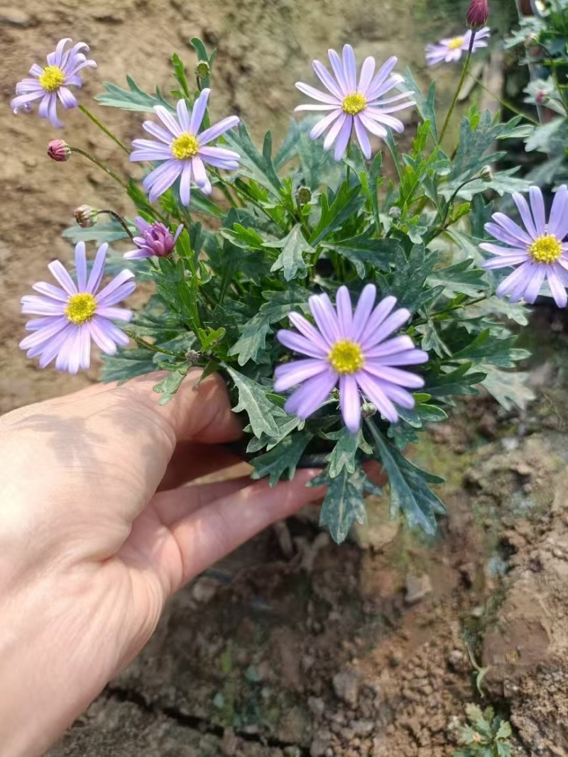 姬小菊基地直发/规格齐全/大量供应量大价优欢迎来电咨询