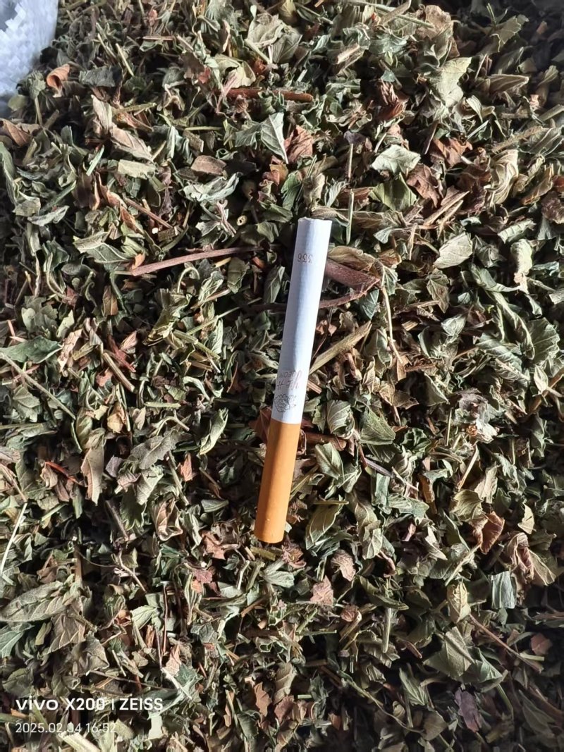 优质石见穿，一手货源，质量保证，欢迎选购，量大从优