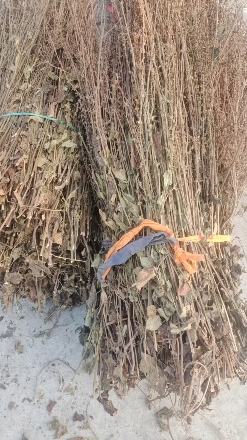 优质石见穿，一手货源，质量保证，欢迎选购，量大从优