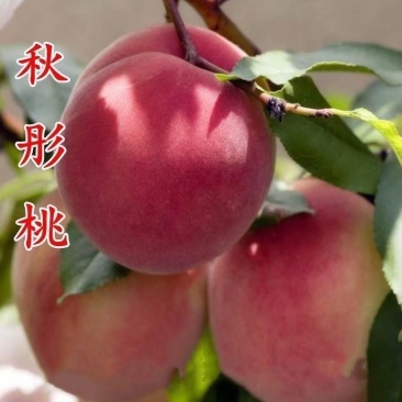 秋彤桃树苗，果大，口干脆甜，产量高，包邮包活