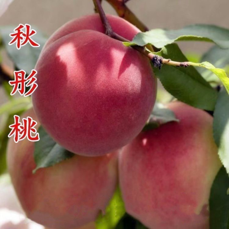 秋彤桃树苗，果大，口干脆甜，产量高，包邮包活