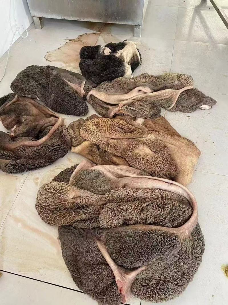 牛黑肚本地黑毛肚精修去油清洗干净品质好价格低