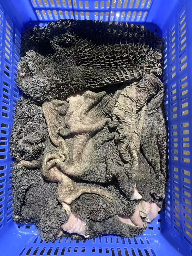 牛黑肚本地黑毛肚精修去油清洗干净品质好价格低