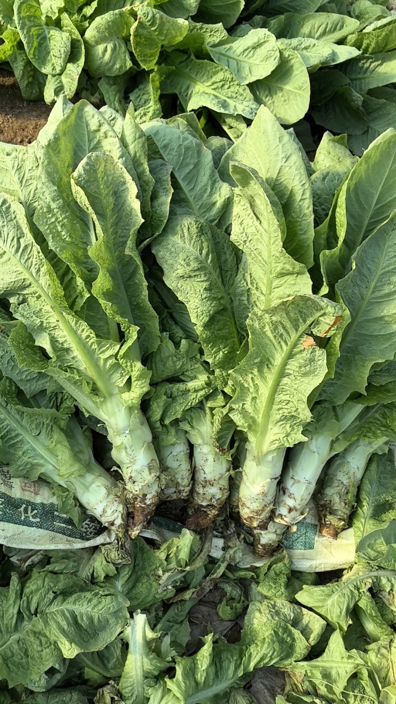 华州区圆叶白皮莴笋开始上市支持视频看货质量保证货源充足