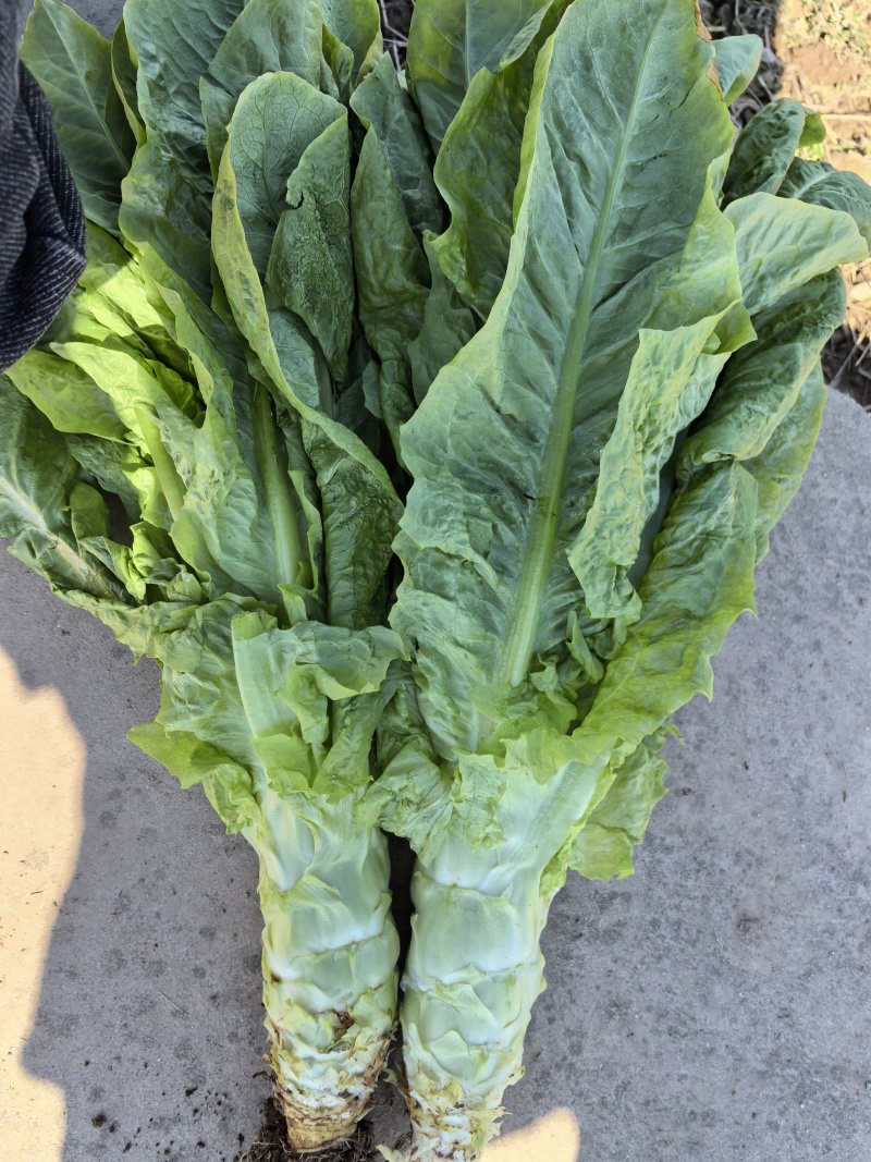 华州区圆叶白皮莴笋开始上市支持视频看货质量保证货源充足
