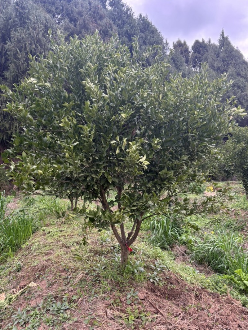 耙耙柑果树，6-10公分(红橘桩头)