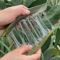 库拉索芦荟叶片胶质好