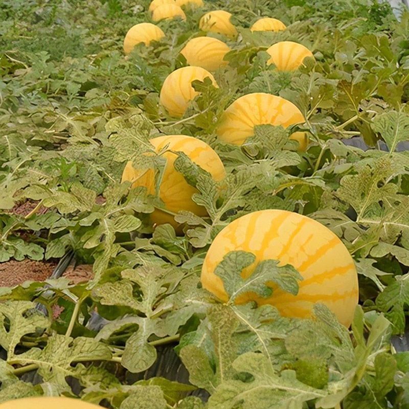 红太阳西瓜种子早熟高产黄皮红瓤西瓜籽薄皮且韧超甜耐贮运