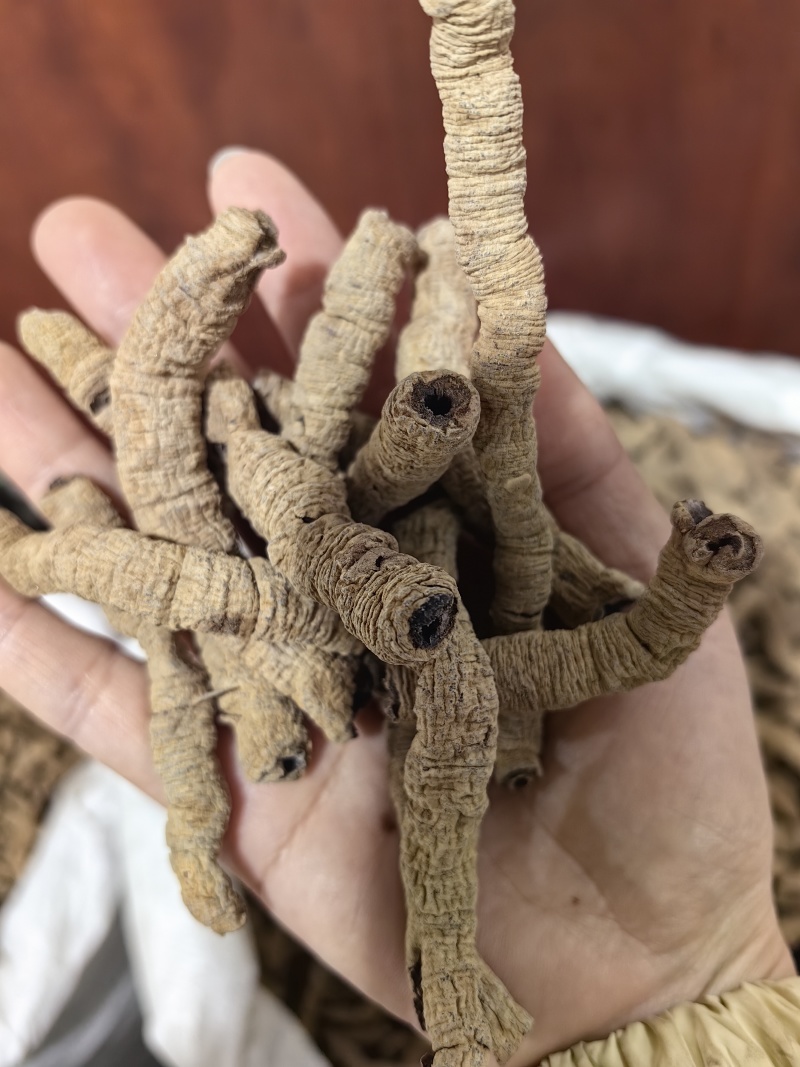 巴戟天批发优质巴戟天产地一手货源量大价优