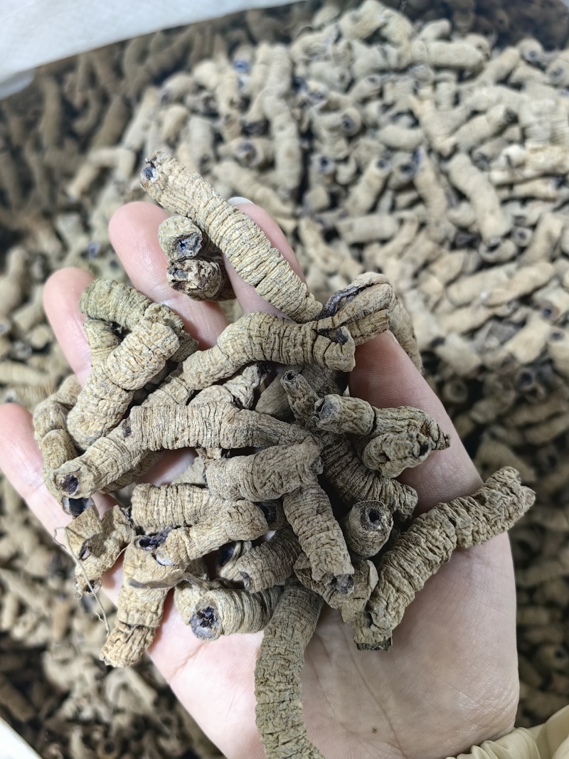 巴戟天批发优质巴戟天产地一手货源量大价优