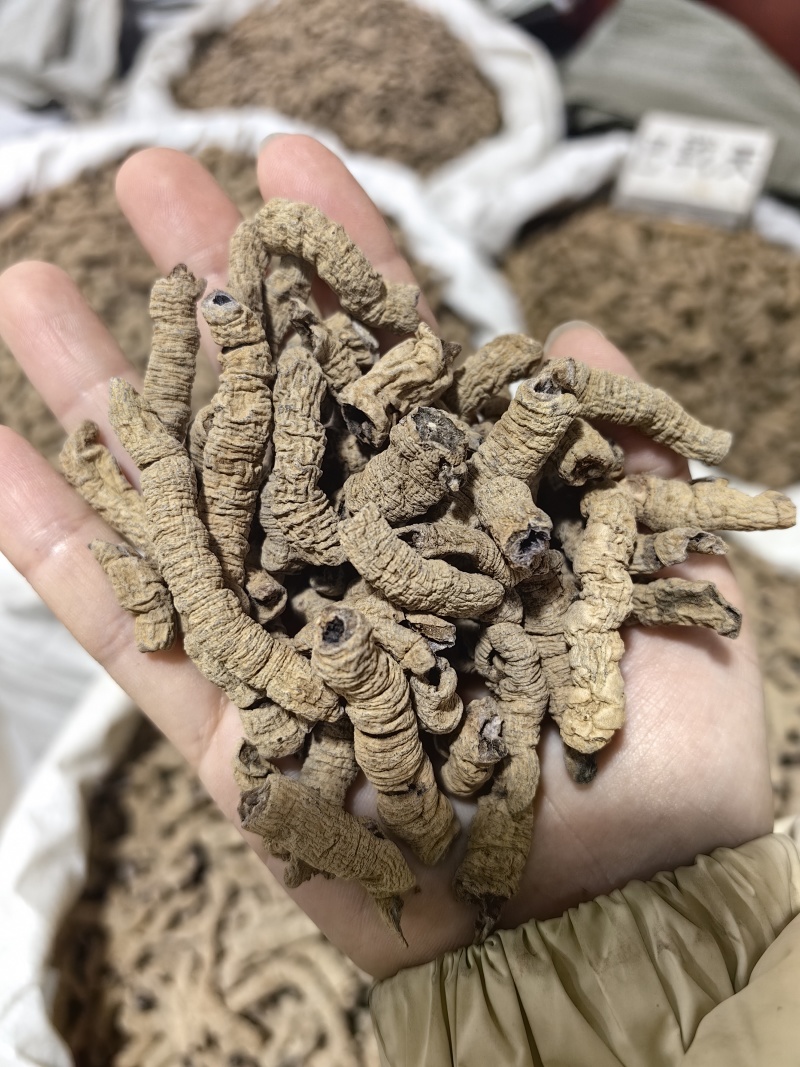 巴戟天批发优质巴戟天产地一手货源量大价优