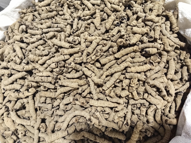 巴戟天批发优质巴戟天产地一手货源量大价优