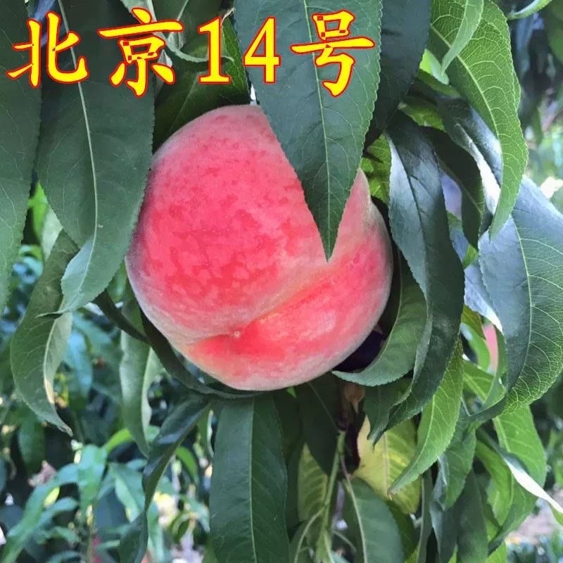 北京14号树苗，品种苗，晚树品种，个头大，产量高，好管理