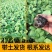 正宗贝贝小南瓜苗板栗南瓜新鲜秧苗现拔现发有机营养丰富春季