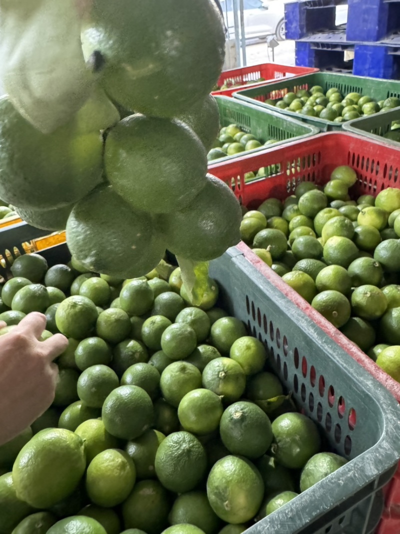 无籽青柠