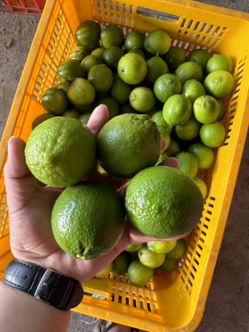 无籽青柠