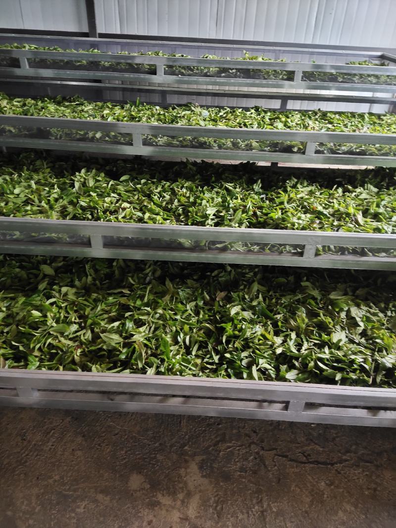 普洱生态古树茶