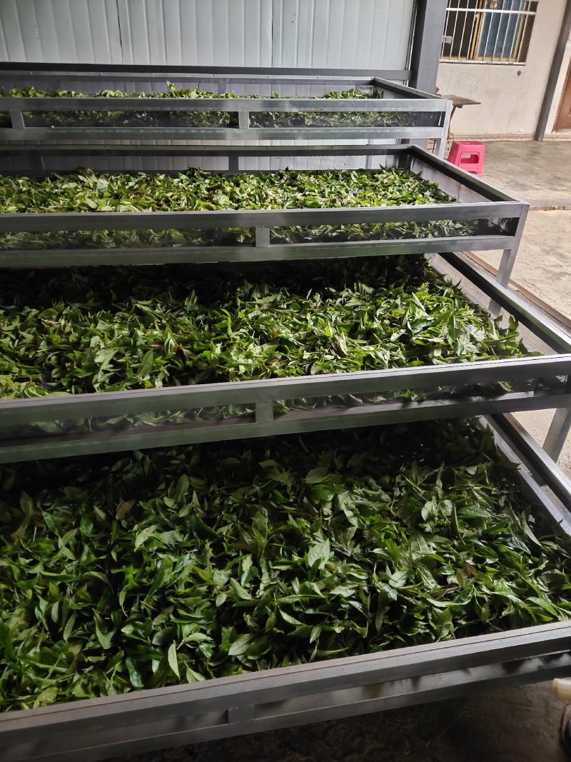 普洱生态古树茶
