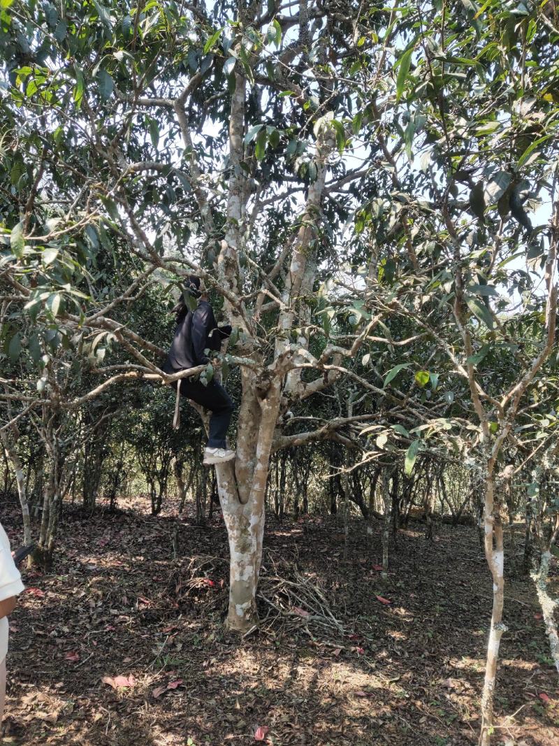 普洱生态古树茶
