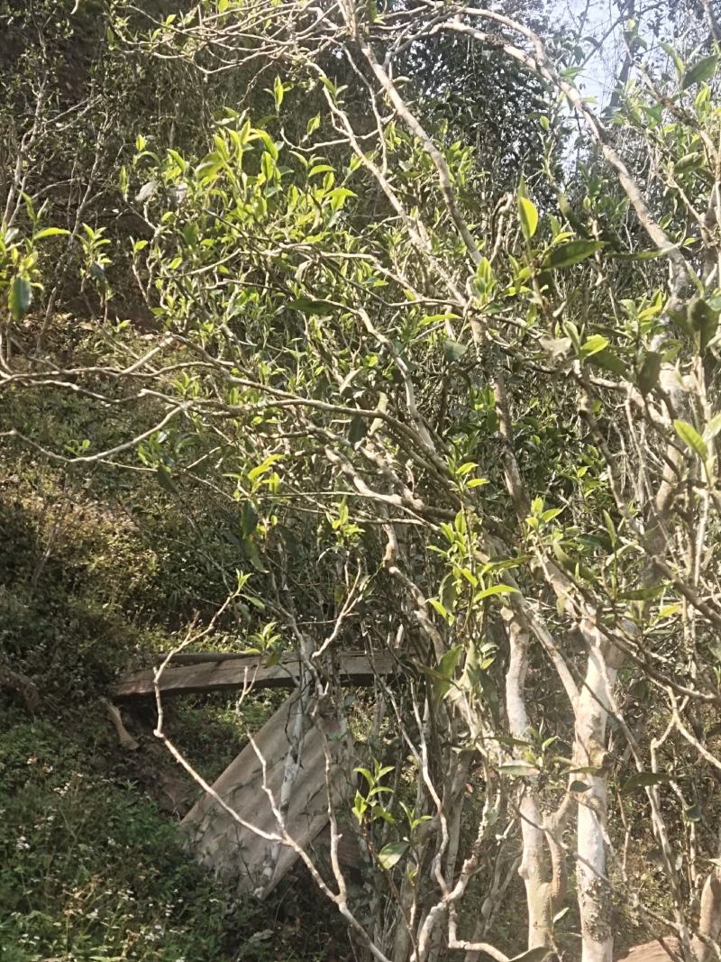 普洱生态古树茶