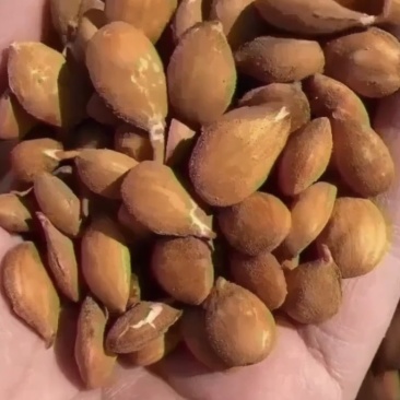 毛桃种子出芽率高颗颗饱满诚信商家质量保证