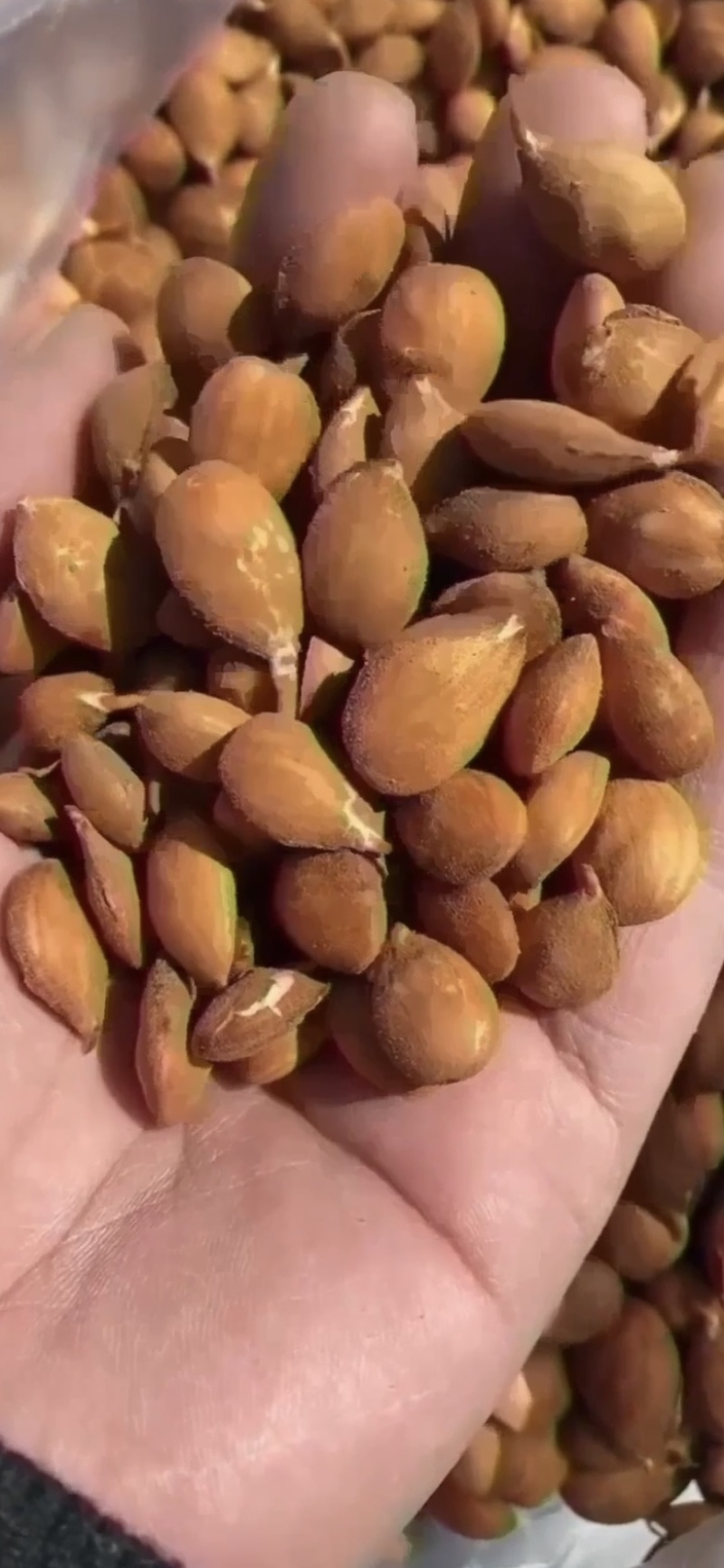 毛桃种子出芽率高颗颗饱满诚信商家质量保证