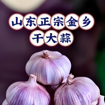 紫皮大蒜，蒜米料，分级蒜，通货等各种品质的大蒜