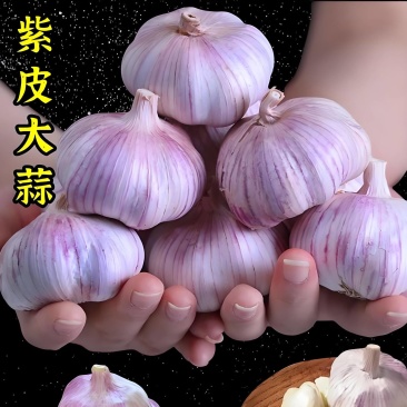 河南紫皮蒜，市场蒜扒米蒜，老蒜，产地直供，欢迎选购