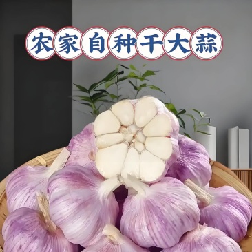 河南优质紫皮鲜蒜/产地直供/电商/市场/拔米厂/价格便宜