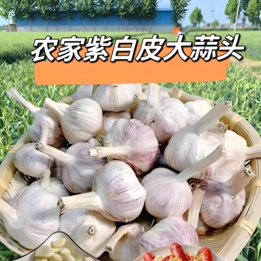 河南中牟甄选紫白皮大蒜蒜米厂直供价格规格可协商