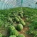 夏邑精品美都头茬无籽西瓜薄皮大红瓤产地直发大量供应