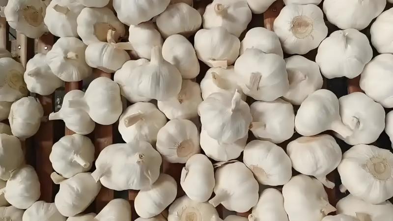 河南中牟甄选紫白皮大蒜蒜米厂直供价格规格可协商